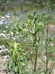 daucus pusillus